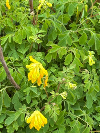 Corydalis Lutea Blumensamen zur Aussaat duftend Blüten Traditionssorte & ohne Gentechnik Samen Hausgarten