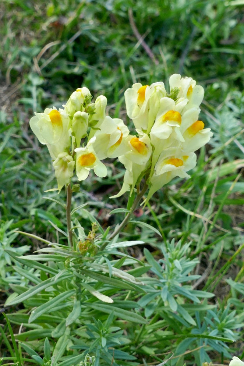 Toadflax Blumensamen zur Aussaat Halbschatten verträglich Traditionssorte & ohne Gentechnik Samen Hausgarten