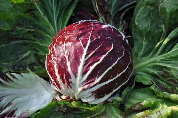 Rot Radicchio Gemüsesamen - Easy Planting for Home Gardens