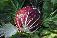 Rot Radicchio Gemüsesamen - Easy Planting for Home Gardens
