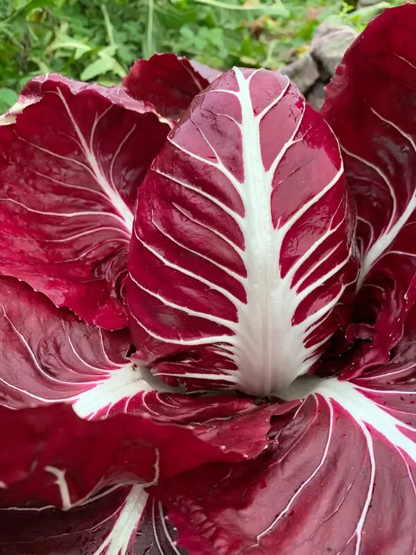 Burgundy Radicchio Planting Samen - Grow Your Own