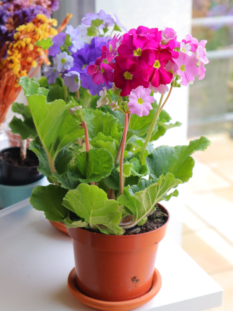 Non gmo obconica samen for easy garten anpflanzung