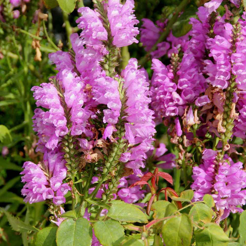 Rosa physostegia blume samen for anpflanzung - bright blooms, heirloom & gmo free samen for home garten
 
 sale samen for anpflanzung in home garten