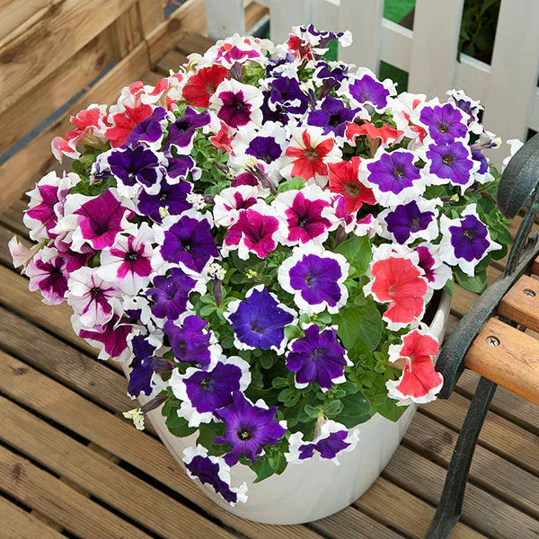 Oblique petunia samen for anpflanzung