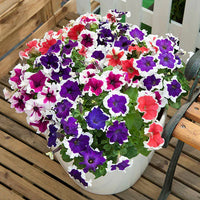 Oblique petunia samen for anpflanzung