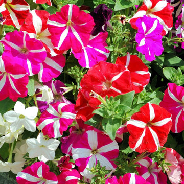 Oblique mixed colour petunia samen for easy anpflanzung
