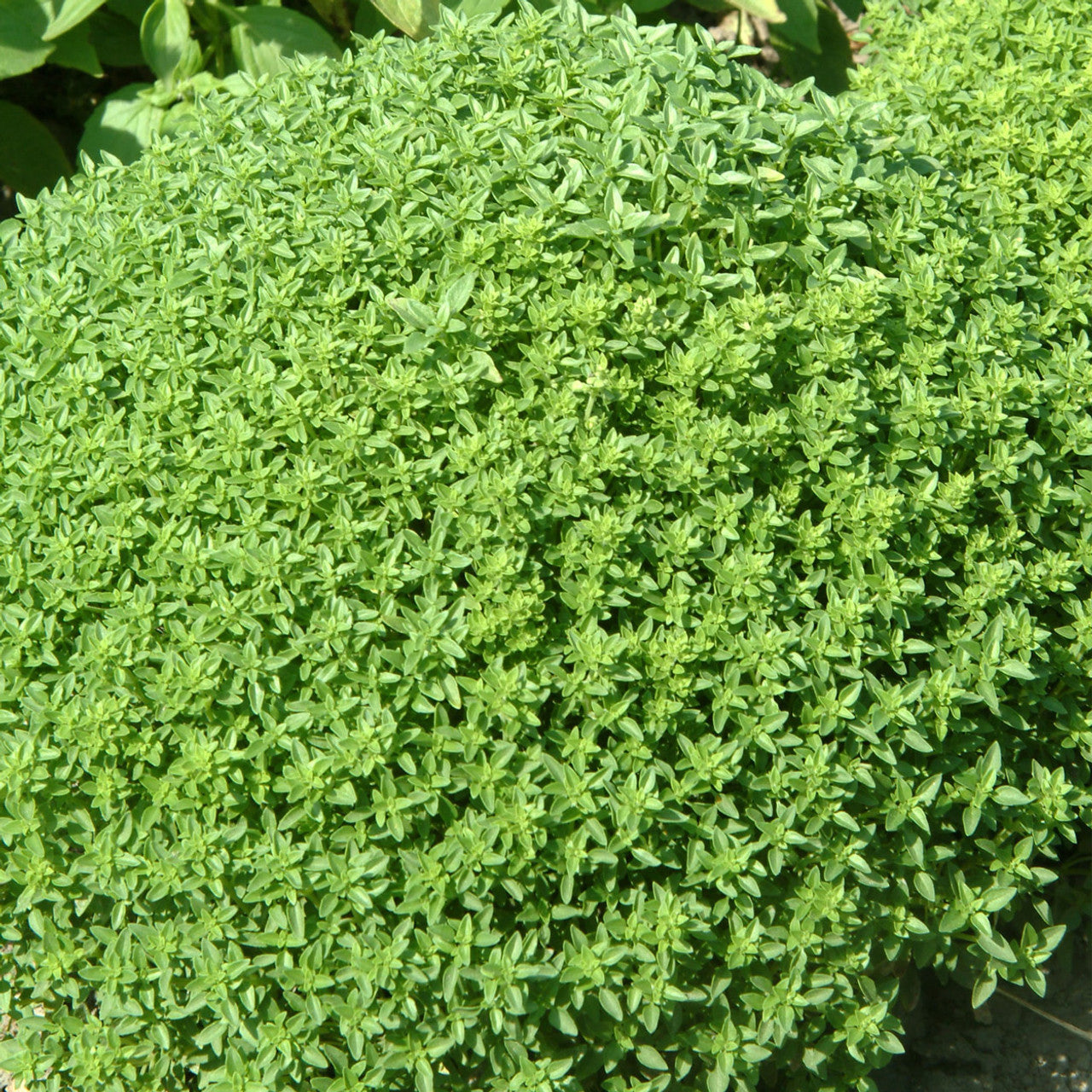 Aromatic small leaf Bush Basil variety grown from Samen