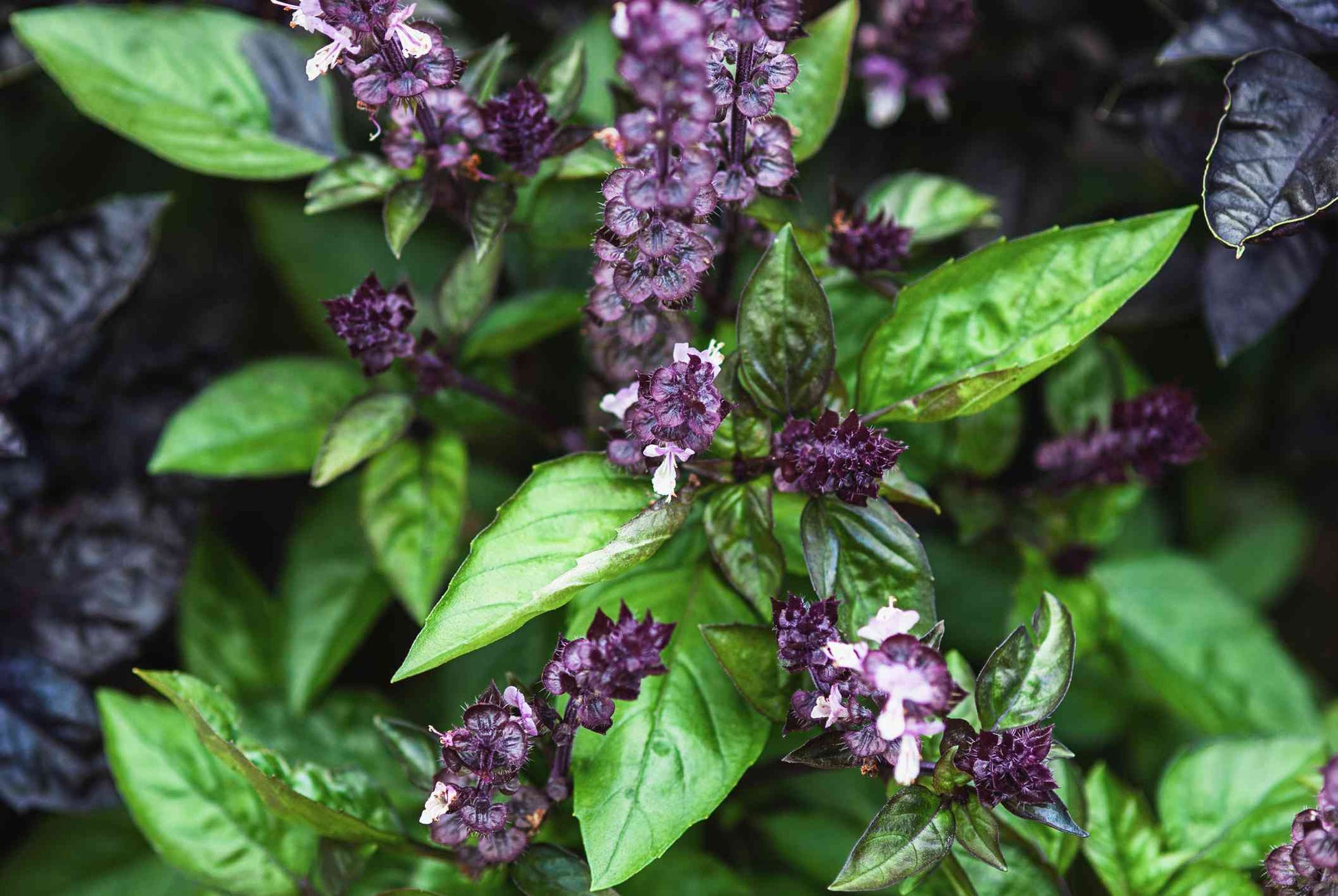 Ocimum basilicum Kraut Anbau in full sun