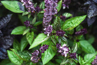 Ocimum basilicum Kraut Anbau in full sun