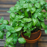 Dense leafy Genovese Basil Pflanzen grown from high-Qualität Samen