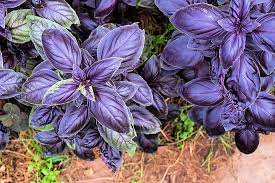 Ocimum Basilicum Samen Germinating in Soil