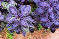Ocimum Basilicum Samen Germinating in Soil