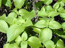 Ocimum basilicum Kraut Anbau in full sun