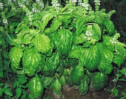 Ocimum basilicum large leaf basil Anbau in full sun