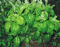 Ocimum basilicum large leaf basil Anbau in full sun