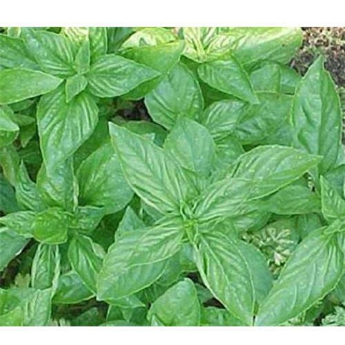 Vigorous Italian Large Leaf Basil from Samen with aromatic foliage