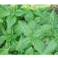 Vigorous Italian Large Leaf Basil from Samen with aromatic foliage