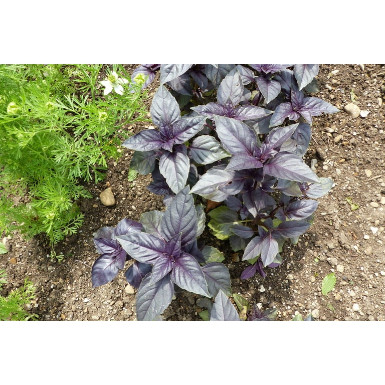 Ocimum basilicum Purpurascens Anbau in sunny Garten bed