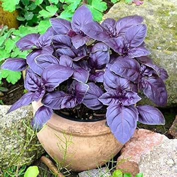 Ocimum Basilicum Samen for Easy Zuhause Gartenarbeit