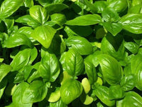 Ocimum basilicum Sweet Genovese Basil Anbau in full sun Garten bed
