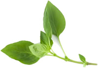 Ocimum basilicum Thai Basil green foliage grown from Samen
