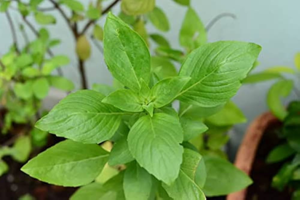 Ocimum gratissimum basil Samen for outdoor Garten