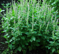 Ocimum sanctum basil Samen for indoor and outdoor Garten