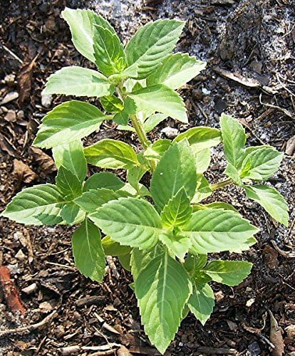 Ocimum sanctum grown from Samen in containers and borders