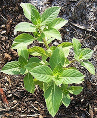 Ocimum sanctum grown from Samen in containers and borders