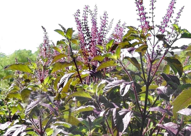 Ocimum sanctum Blumen – Purple Krishna Tulsi Blooming in Garten