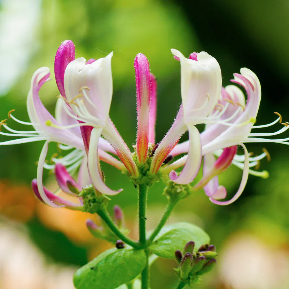 Lonicera Blumensamen zur Aussaat Wildblume Mischung Traditionssorte & ohne Gentechnik Samen Hausgarten