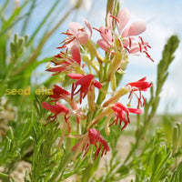 Oenothera Suffrutescens Samen leuchtend Garten Aussaat
