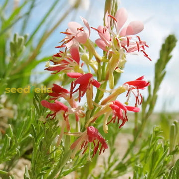 Oenothera Suffrutescens Samen leuchtend Garten Aussaat