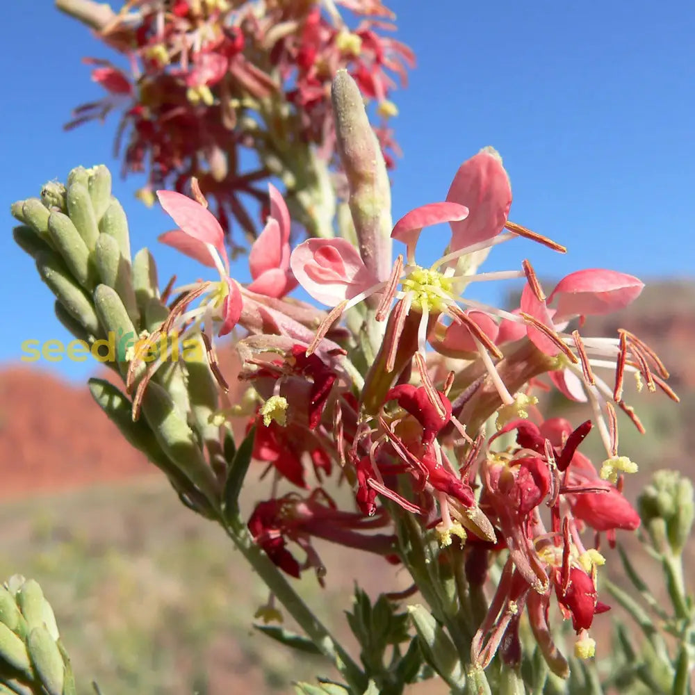 Oenothera Suffrutescens Samen leuchtend Garten Aussaat