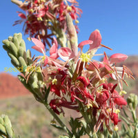 Oenothera Suffrutescens Samen leuchtend Garten Aussaat