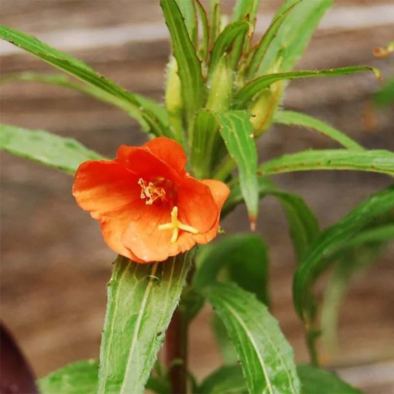 Orange evening primrose blume samen for anpflanzung - colorful display, heirloom & gmo free samen for home garten
 
 sale for anpflanzung in home garten