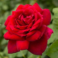 dunkel Rot Holland Rose Blumensamen zur Aussaat Traditionssorte ohne Gentechnik HighQuality Samen
