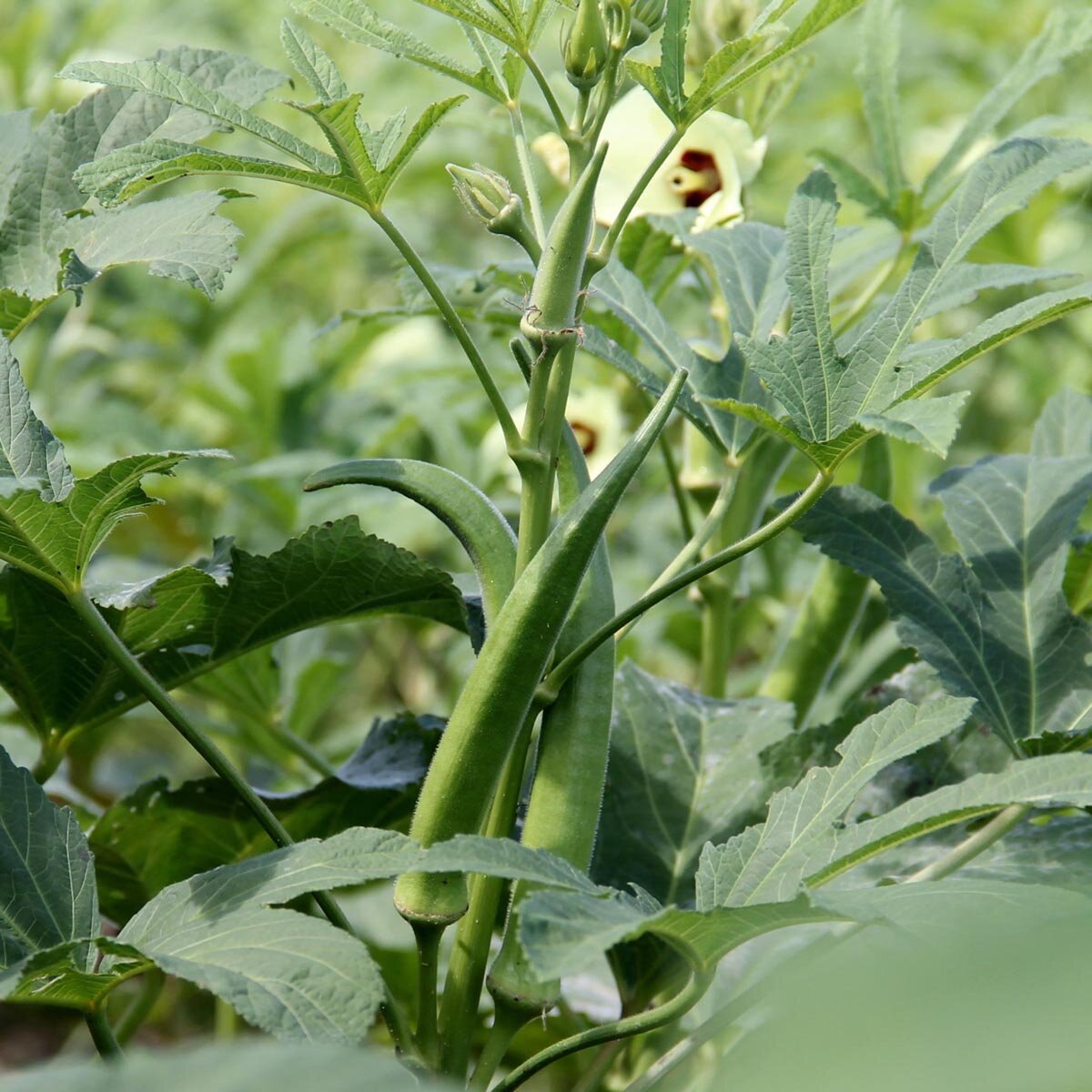 Okra Gemüsesamen für einfache Aussaat