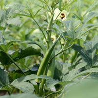 Okra Gemüsesamen für einfache Aussaat