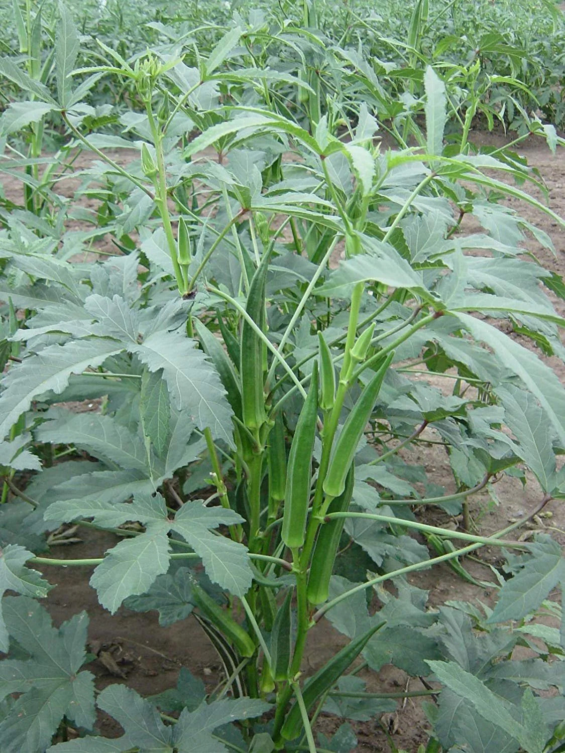 Okra pflanzen thriving in backyard farm gemüse patch