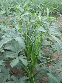 Okra pflanzen thriving in backyard farm gemüse patch