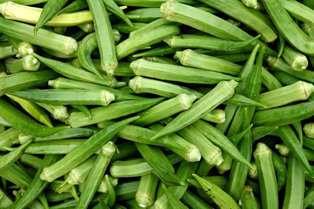 Okra pflanzen wachsend in home garten
