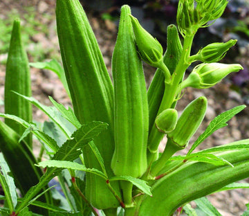 Okra abelmoschus esculentus samen für aussaat