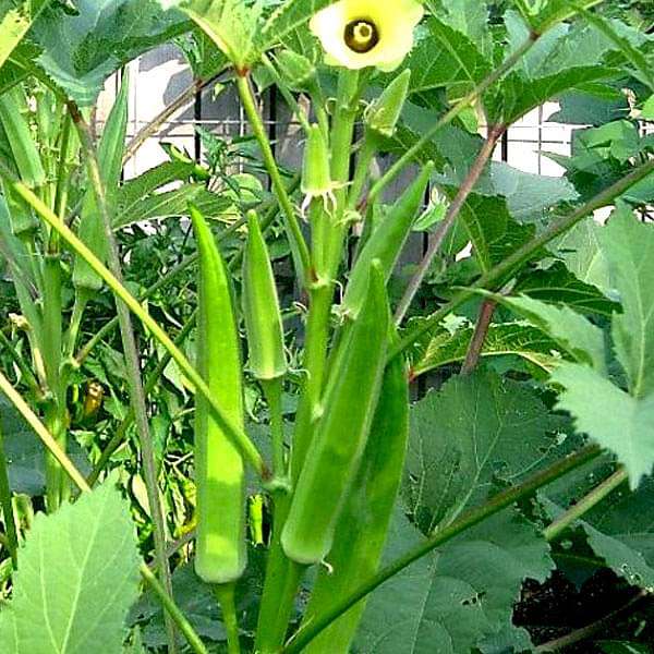 Closeup of high-quality abelmoschus esculentus okra samen für aussaat