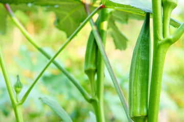 Okra samen für aussaat non gmo high yield variety