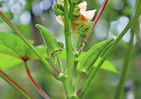 Okra pflanzen gezogen aus high quality samen