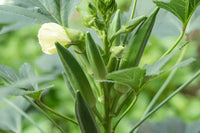 Rot Green Okra Planting Samen for Gemüses