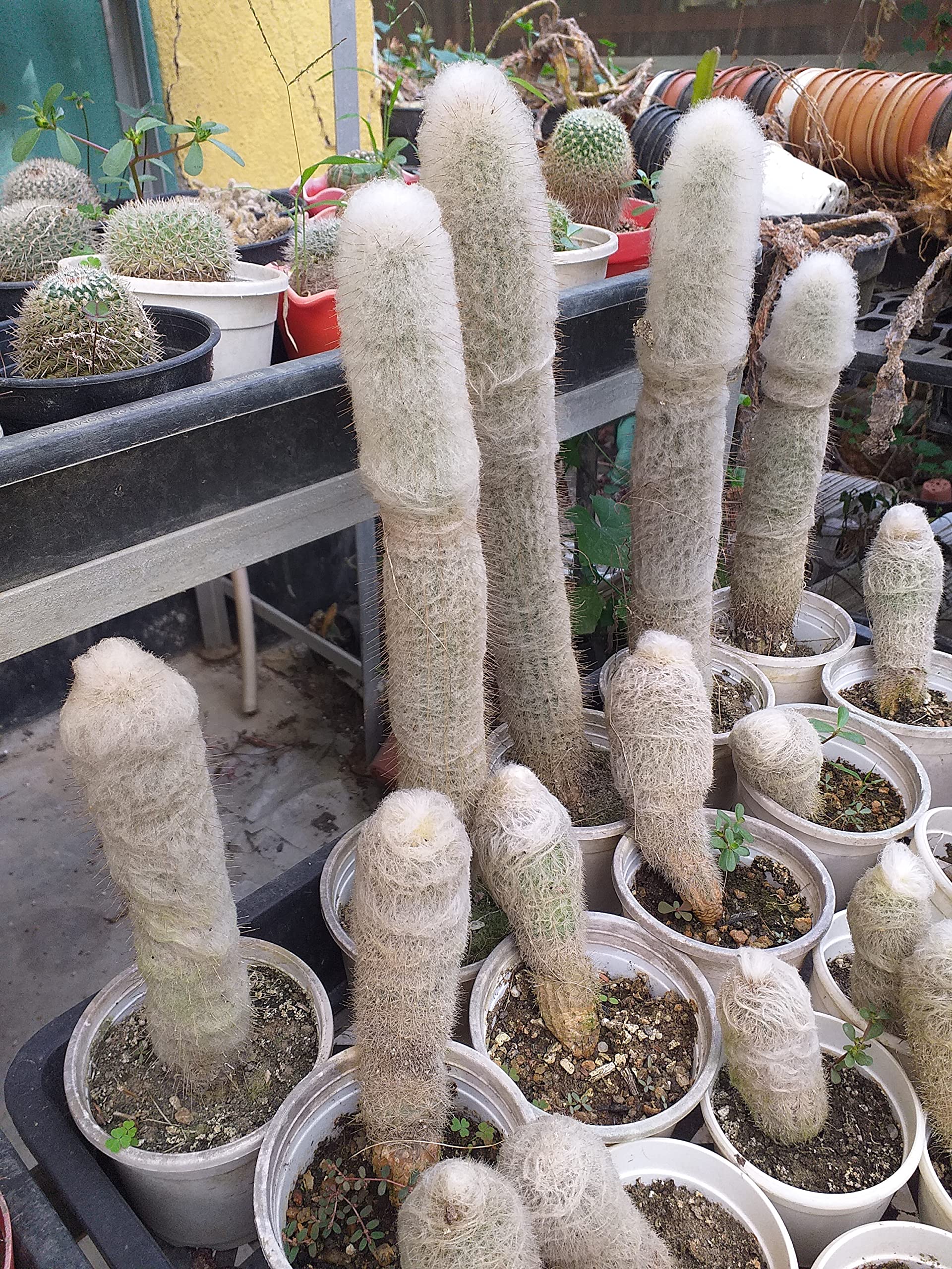 Old man cactus weiß samen