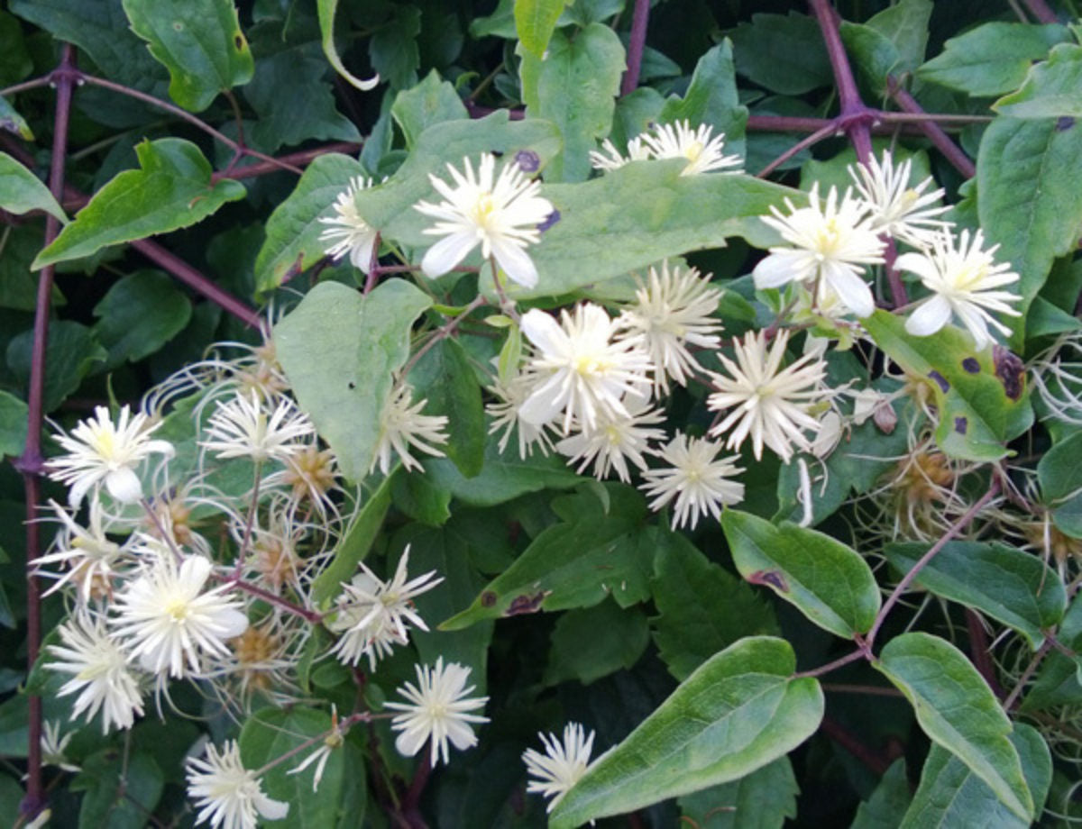 Old Man’s Beard Blumensamen zur Aussaat Schnitt Blume beliebt Traditionssorte & ohne Gentechnik Samen Hausgarten