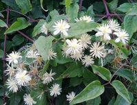 Old Man’s Beard Blumensamen zur Aussaat Schnitt Blume beliebt Traditionssorte & ohne Gentechnik Samen Hausgarten